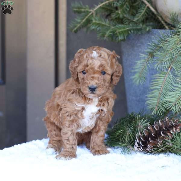 Ace, Mini Goldendoodle Puppy